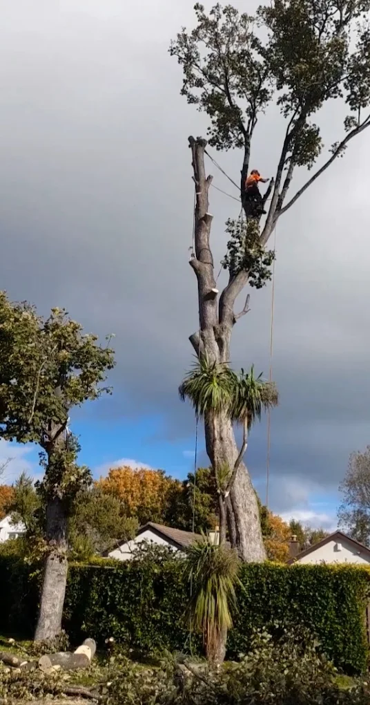 Tree surgeon high in a mature tree, working with rigging ropes